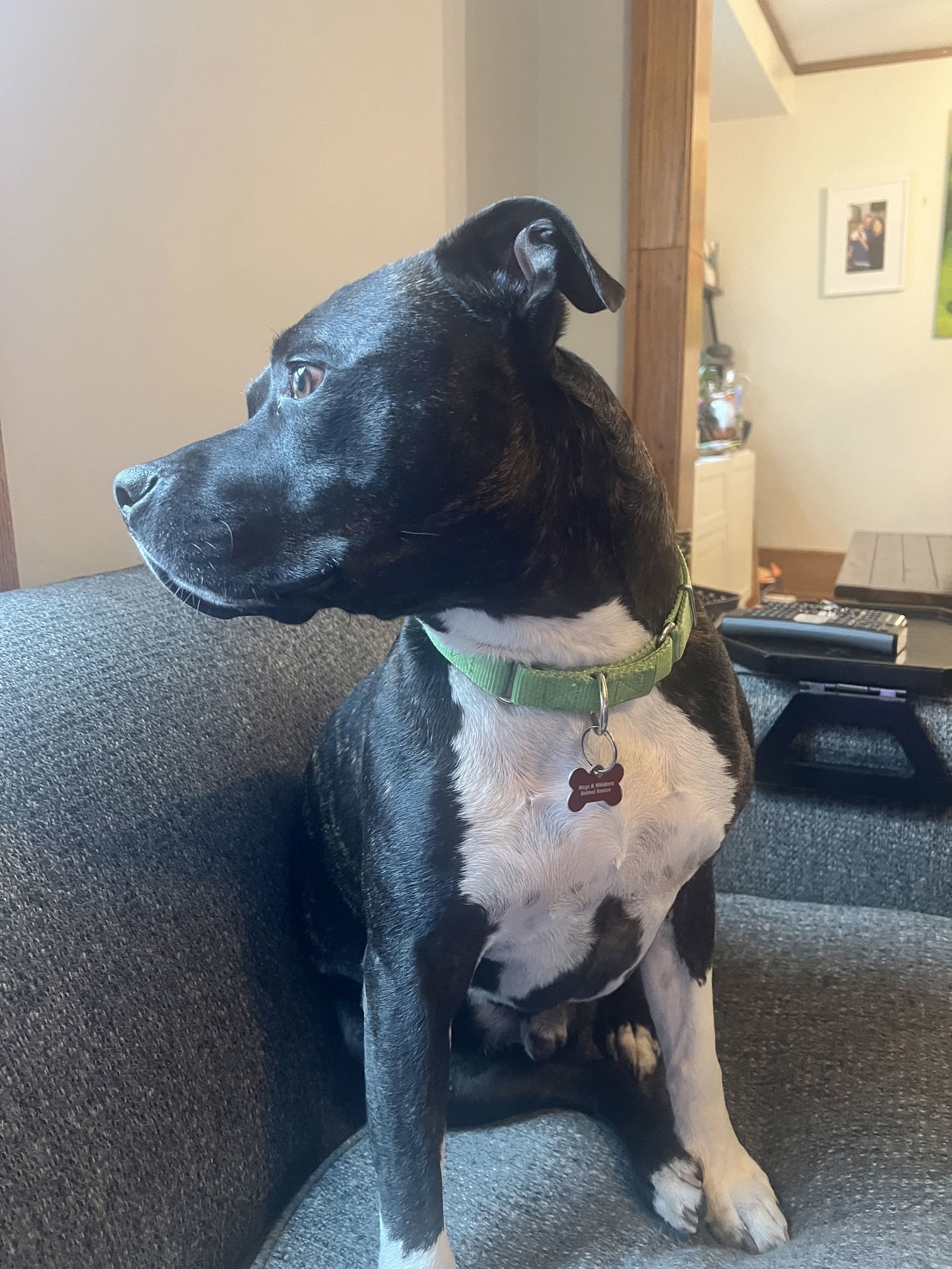 Flex D5993, an adoptable Pit Bull Terrier in minneapolis, MN, 55417 | Photo Image 2