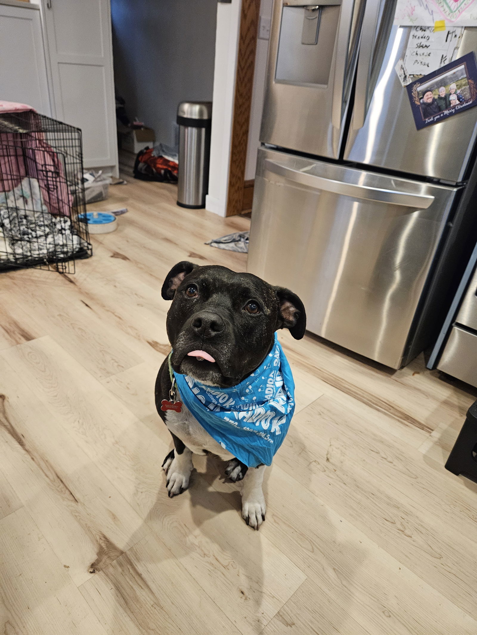 Flex D5993, an adoptable Pit Bull Terrier in minneapolis, MN, 55417 | Photo Image 3