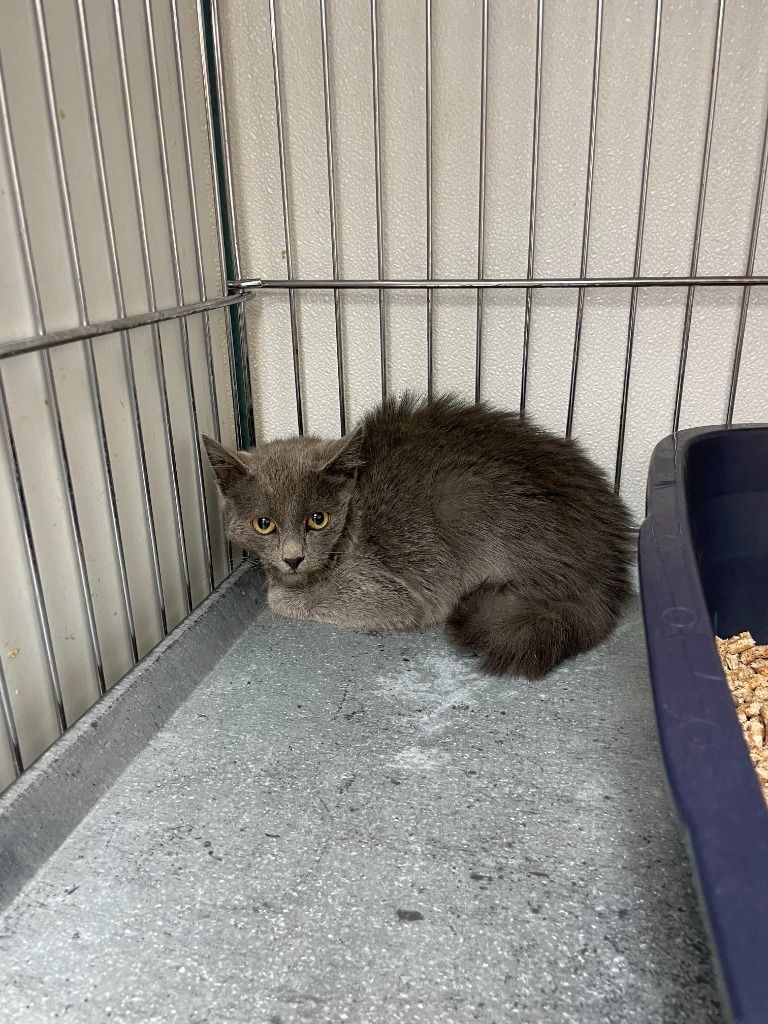 Indy, an adoptable Domestic Short Hair in Rock Springs, WY, 82901 | Photo Image 1