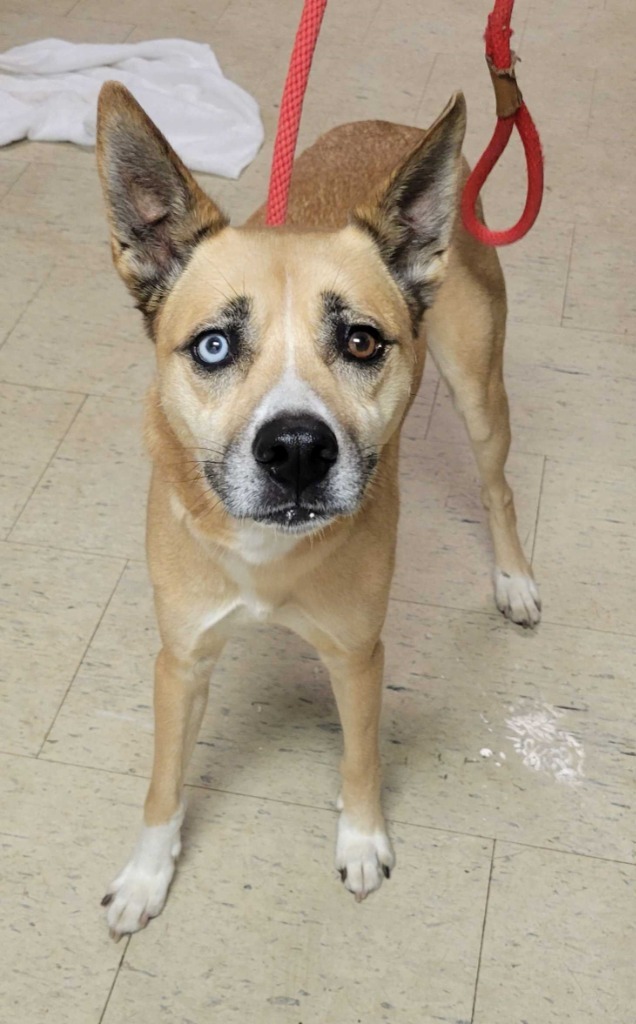 Jinx, an adoptable Affenpinscher in Chillicothe, OH, 45601 | Photo Image 1