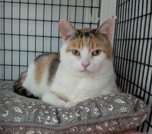 Lois Lane, Adult Female Domestic Short Hair