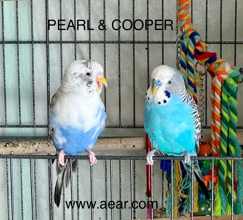 Cooper
