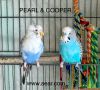 Cooper photo 1