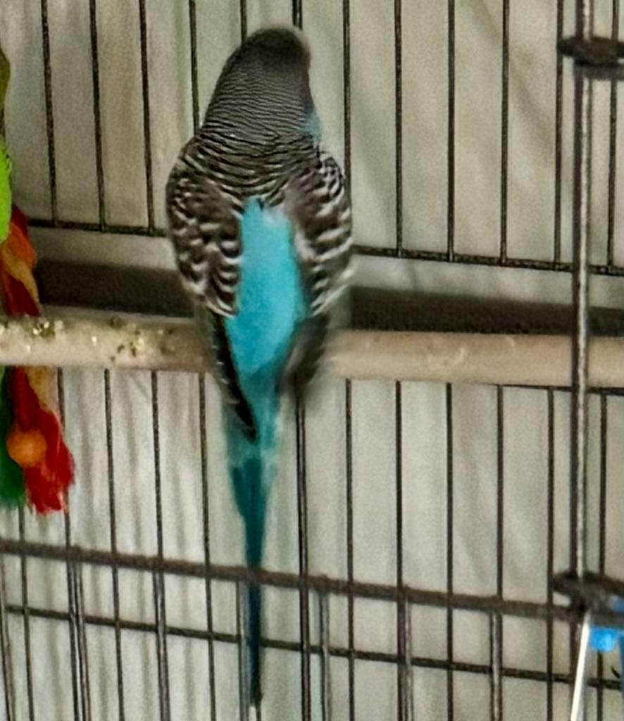 Cooper