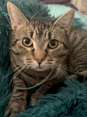 Jane Honda, Adult Female Domestic Short Hair