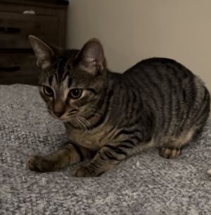 Warren, Adult Male Domestic Short Hair