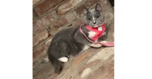 Princess, Senior Female Domestic Short Hair