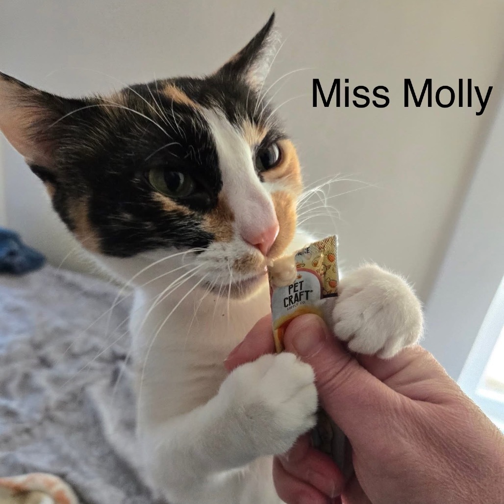 Molly, an adoptable Domestic Short Hair in Spring Hill, KS, 66083 | Photo Image 1