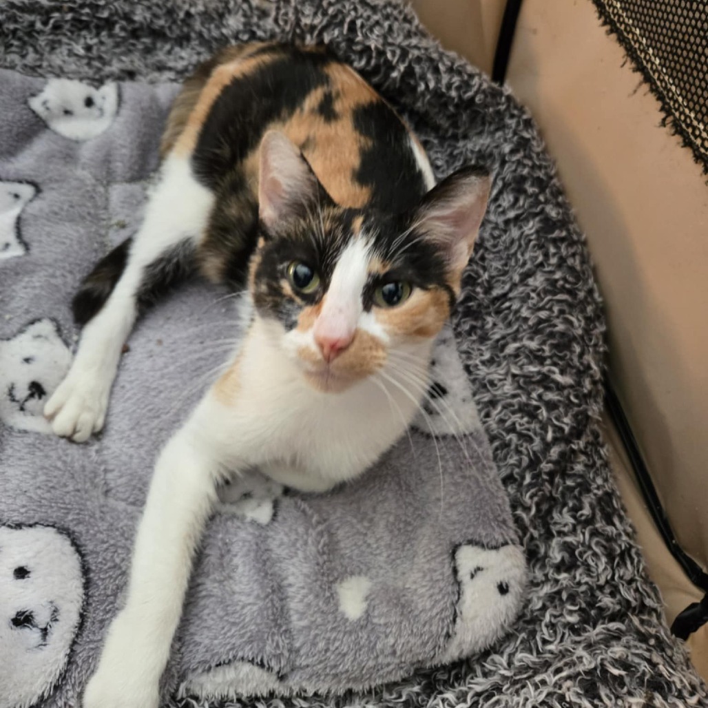 Molly, an adoptable Domestic Short Hair in Spring Hill, KS, 66083 | Photo Image 2