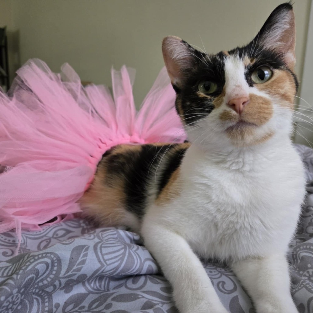 Molly, an adoptable Domestic Short Hair in Spring Hill, KS, 66083 | Photo Image 3