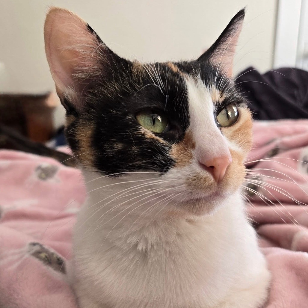 Molly, an adoptable Domestic Short Hair in Spring Hill, KS, 66083 | Photo Image 4