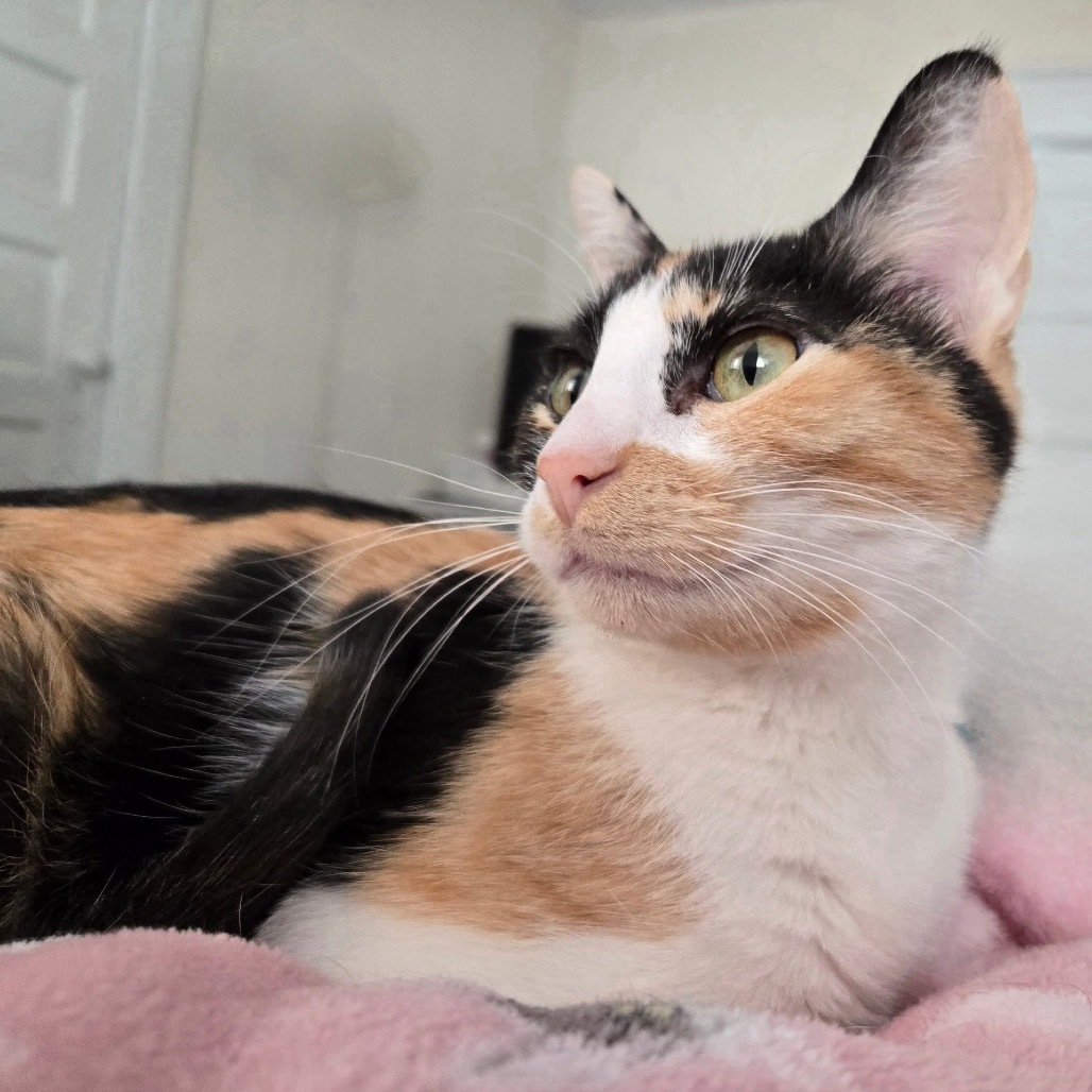 Molly, an adoptable Domestic Short Hair in Spring Hill, KS, 66083 | Photo Image 5