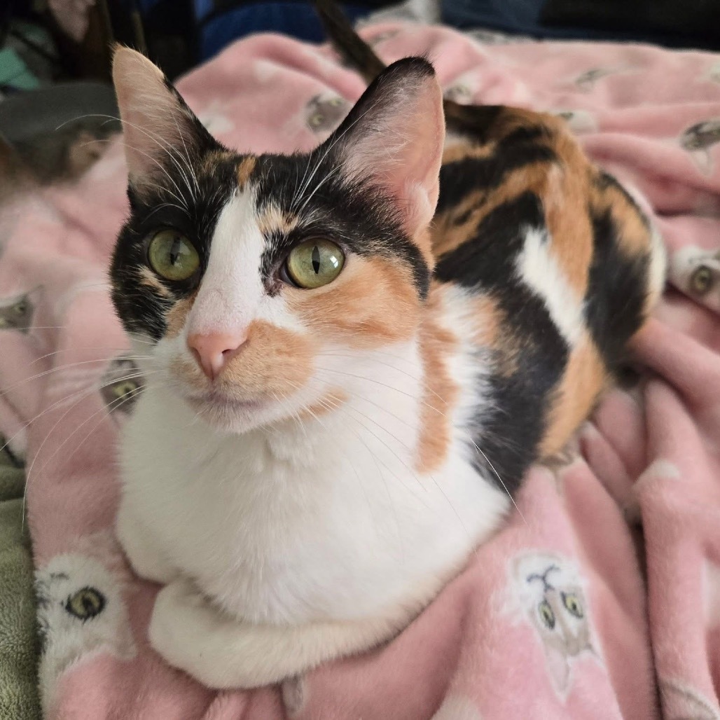 Molly, an adoptable Domestic Short Hair in Spring Hill, KS, 66083 | Photo Image 6