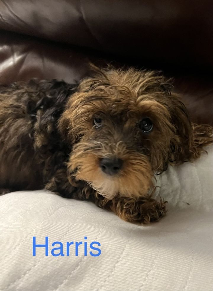 Yorkiepoo - Harris 2