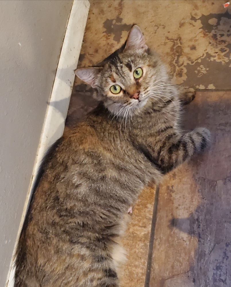 Opera, an adoptable Domestic Medium Hair in Los Lunas, NM, 87031 | Photo Image 2