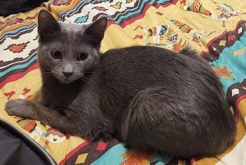 Tequila-Barn cat