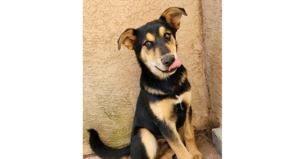 Benny Shep #2 - 5664, an adoptable Shepherd, Husky in Los Lunas, NM, 87031 | Photo Image 1