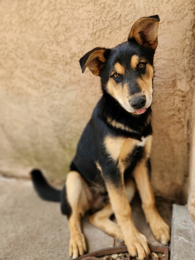 Benny Shep #2 - 5664, an adoptable Shepherd, Husky in Los Lunas, NM, 87031 | Photo Image 2