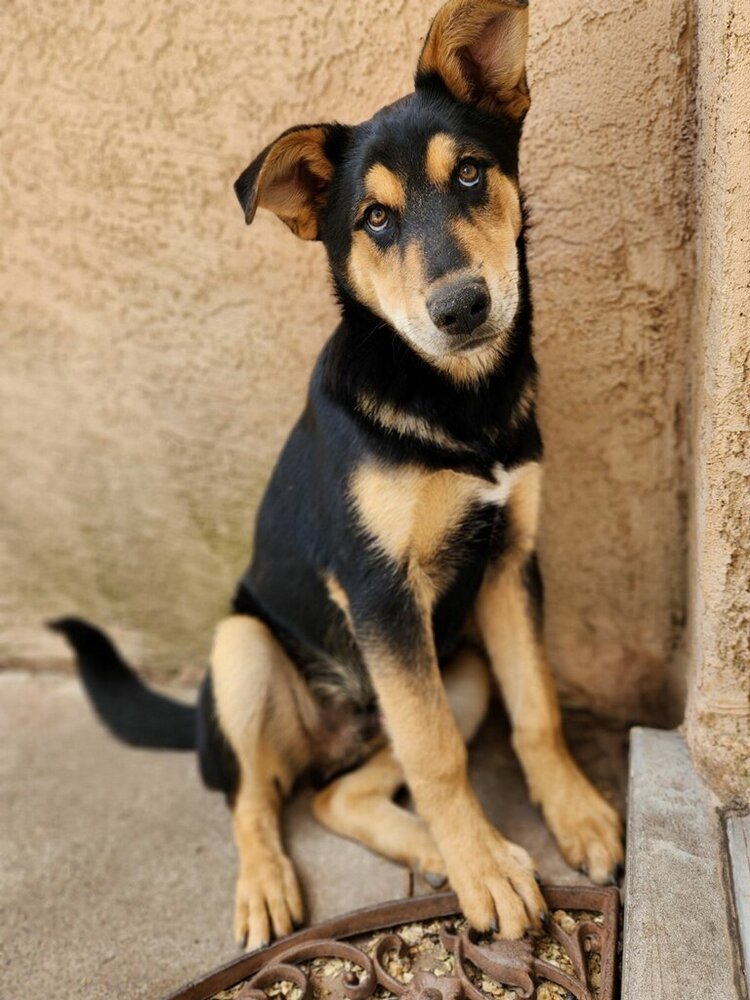 Benny Shep #2 - 5664, an adoptable Shepherd, Husky in Los Lunas, NM, 87031 | Photo Image 3