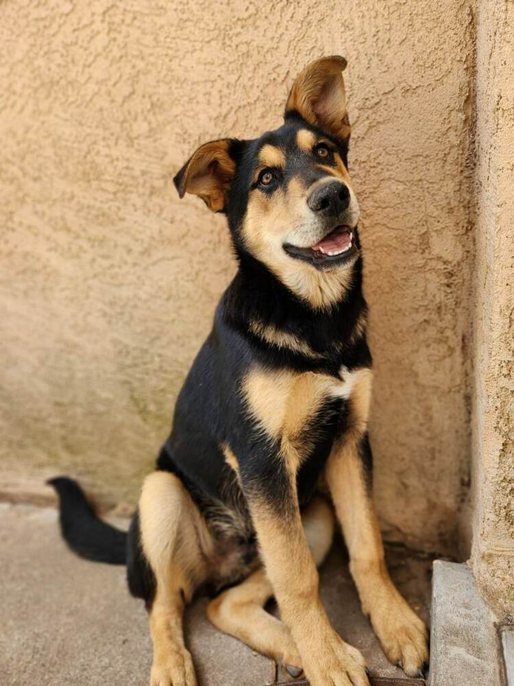 Benny Shep #2 - 5664, an adoptable Shepherd, Husky in Los Lunas, NM, 87031 | Photo Image 4