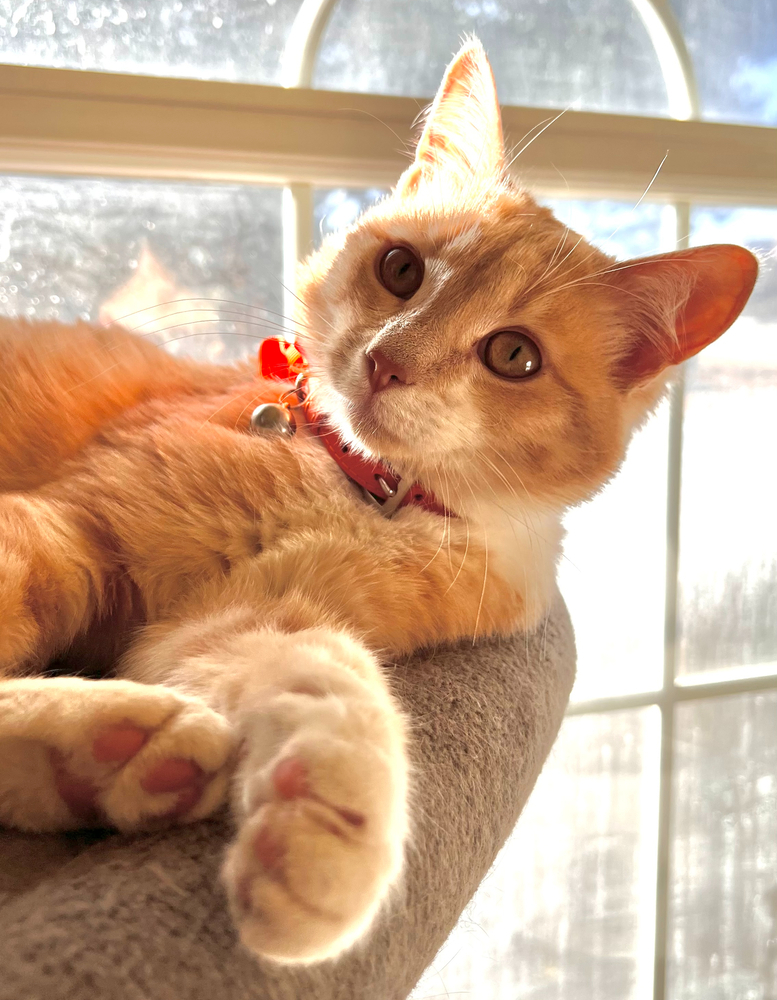 Shannon C's Toby, an adoptable Domestic Short Hair, Tabby in Los Lunas, NM, 87031 | Photo Image 1