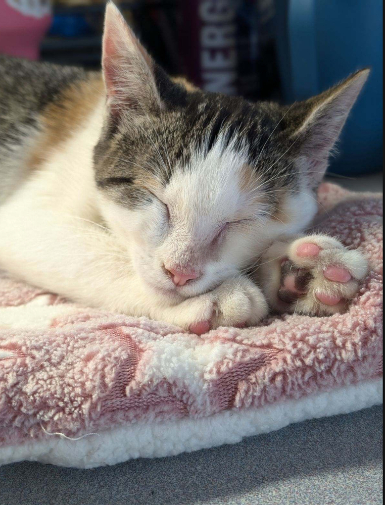 Felicia's Prickly Pear, an adoptable Domestic Short Hair in Los Lunas, NM, 87031 | Photo Image 1