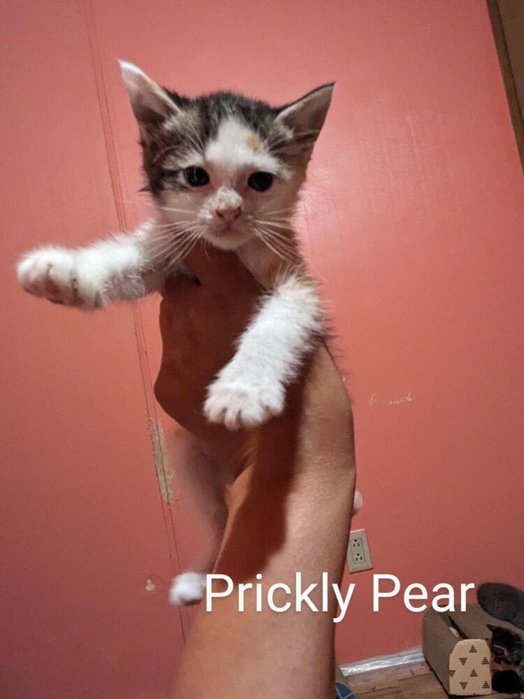 Felicia's Prickly Pear, an adoptable Domestic Short Hair in Los Lunas, NM, 87031 | Photo Image 2