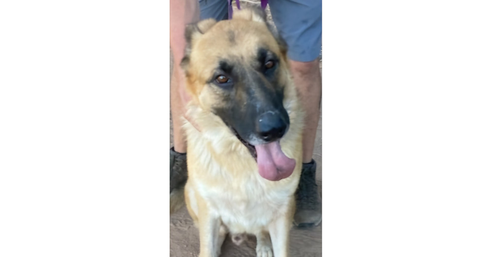 Marion's Jack, an adoptable German Shepherd Dog in Los Lunas, NM, 87031 | Photo Image 1