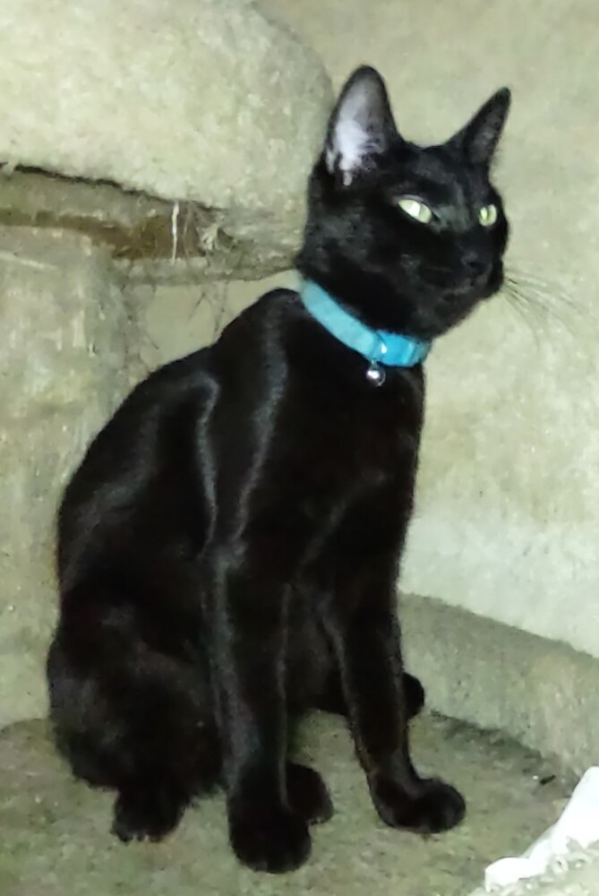 Mong - Cinder, an adoptable Domestic Short Hair in Los Lunas, NM, 87031 | Photo Image 1
