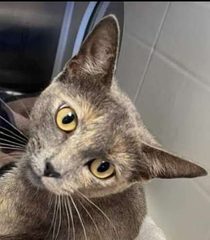 Samantha's Marushca, an adoptable Domestic Short Hair, Calico in Los Lunas, NM, 87031 | Photo Image 1