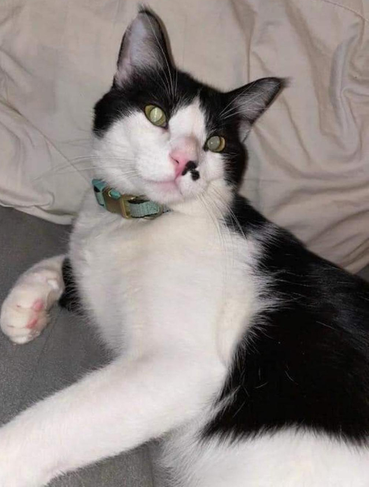 Marion's Tucker, an adoptable Domestic Short Hair in Los Lunas, NM, 87031 | Photo Image 1