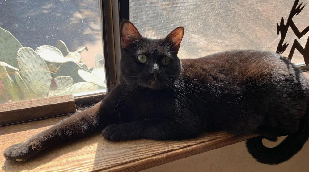 Kristine's Nikki, an adoptable Domestic Medium Hair in Los Lunas, NM, 87031 | Photo Image 1