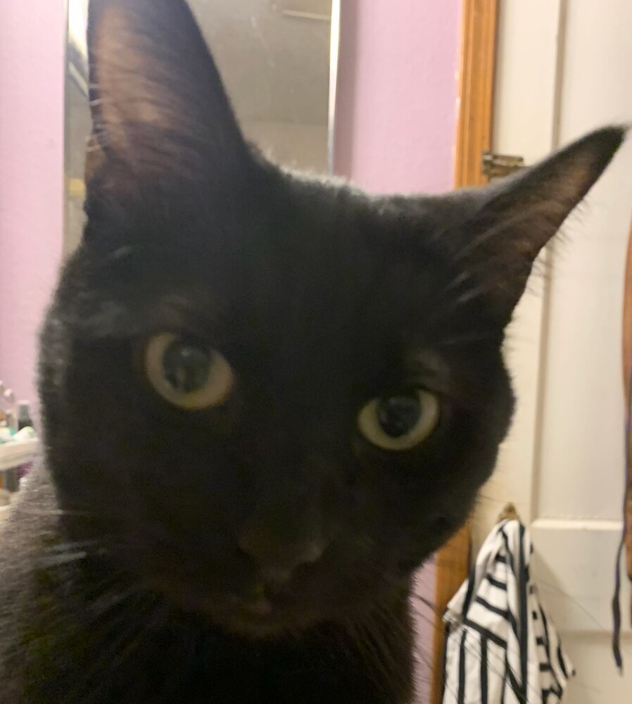 Kristine's Nikki, an adoptable Domestic Medium Hair in Los Lunas, NM, 87031 | Photo Image 2