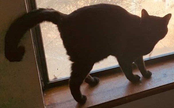 Kristine's Nikki, an adoptable Domestic Medium Hair in Los Lunas, NM, 87031 | Photo Image 3