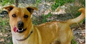 Marion's Sasa, an adoptable Australian Cattle Dog / Blue Heeler in Los Lunas, NM, 87031 | Photo Image 1