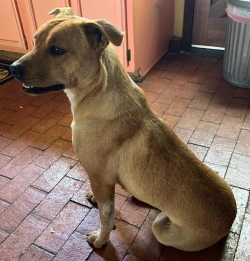 Marion's Sasa, an adoptable Australian Cattle Dog / Blue Heeler in Los Lunas, NM, 87031 | Photo Image 2