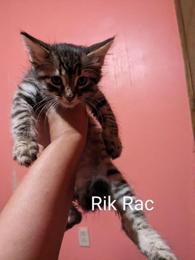 Felicia's Ric Rak