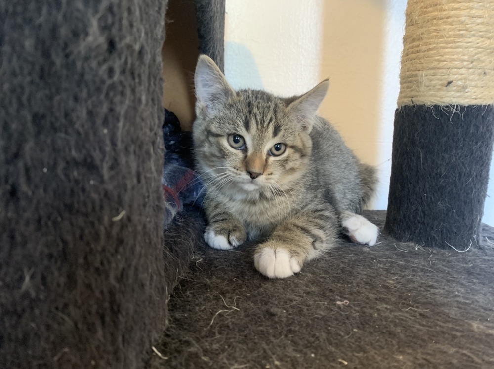 Pierres Flower, an adoptable Domestic Short Hair in Los Lunas, NM, 87031 | Photo Image 1