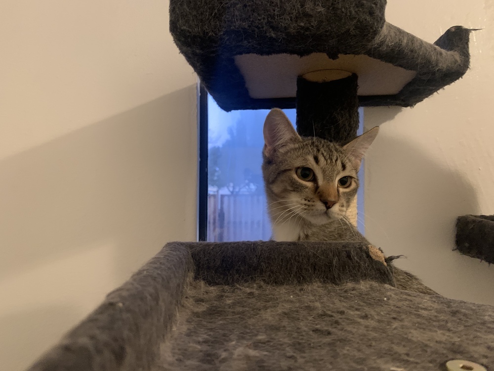 Pierres Flower, an adoptable Domestic Short Hair in Los Lunas, NM, 87031 | Photo Image 3