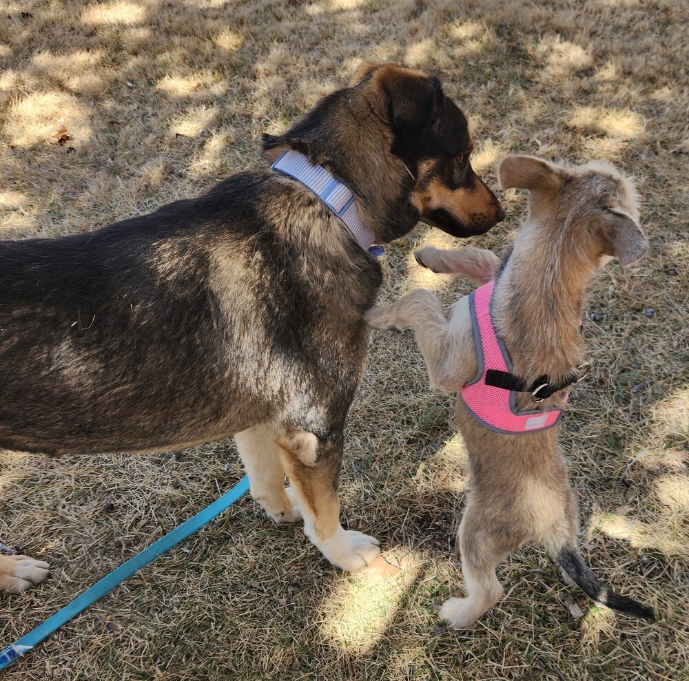 Bucky Shep #6 -5655, an adoptable Shepherd, Husky in Los Lunas, NM, 87031 | Photo Image 2