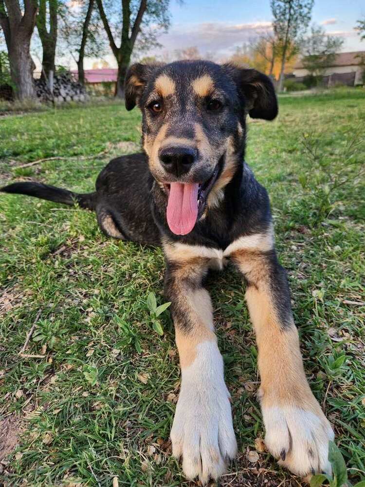 Bucky Shep #6 -5655, an adoptable Shepherd, Husky in Los Lunas, NM, 87031 | Photo Image 3