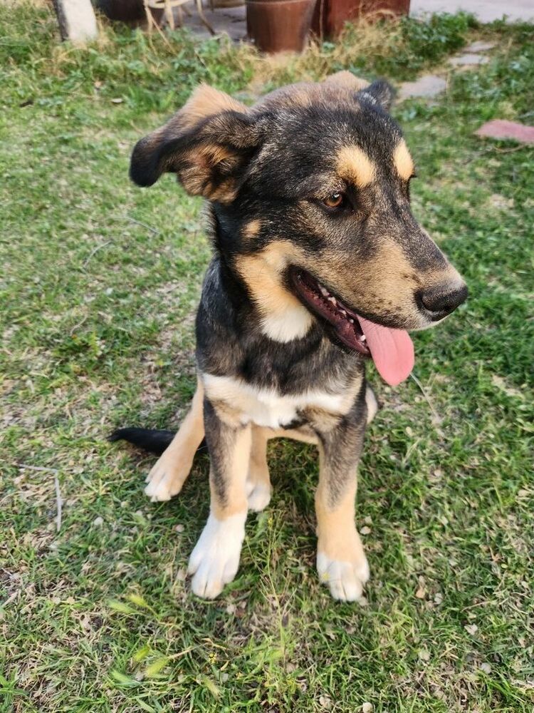 Bucky Shep #6 -5655, an adoptable Shepherd, Husky in Los Lunas, NM, 87031 | Photo Image 4