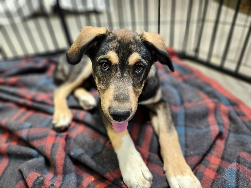 Bucky Shep #6 -5655, an adoptable Shepherd, Husky in Los Lunas, NM, 87031 | Photo Image 5
