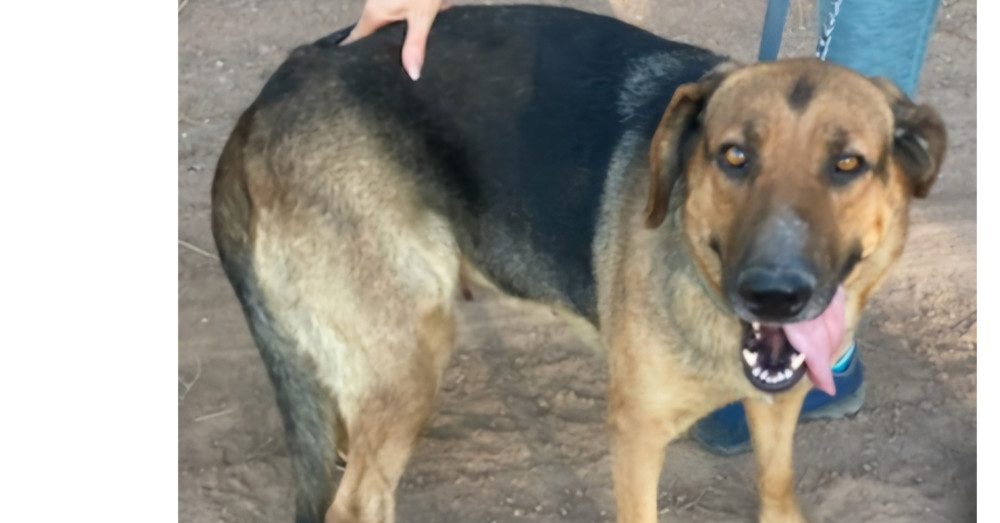 Marion's Jill, an adoptable German Shepherd Dog, Hound in Los Lunas, NM, 87031 | Photo Image 1