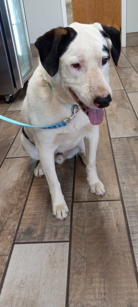 Maddy's Nero, an adoptable Mixed Breed in Los Lunas, NM, 87031 | Photo Image 1