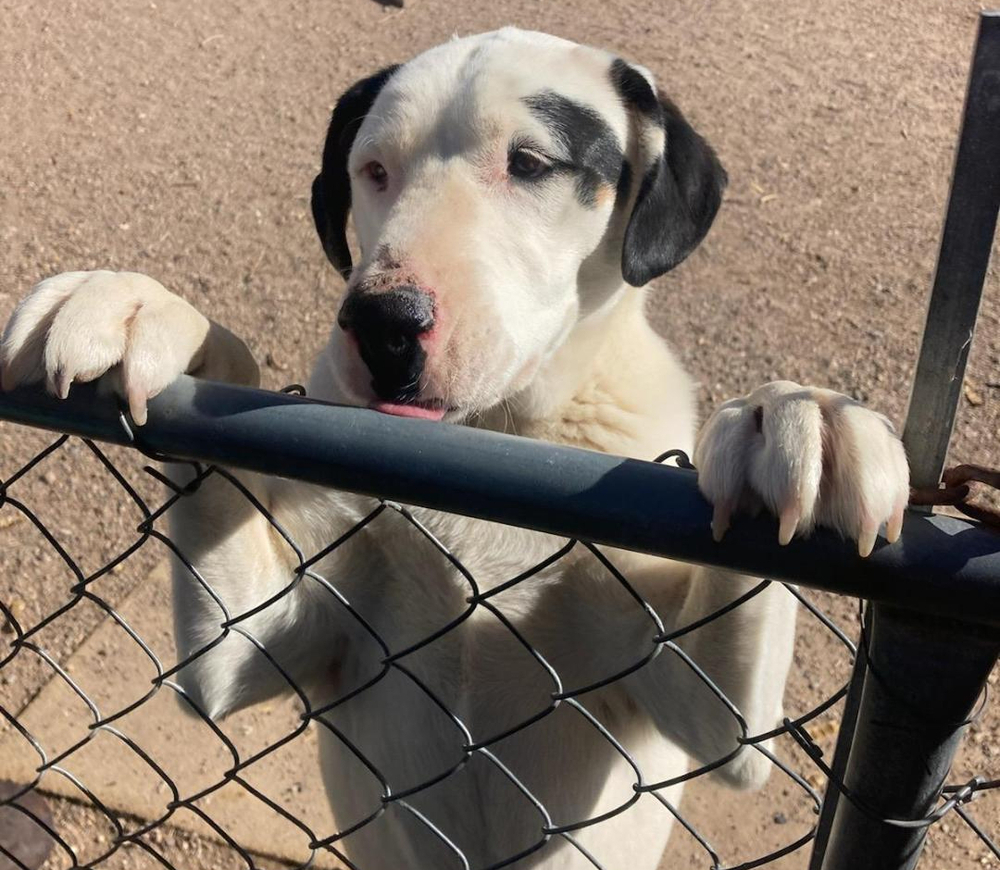 Maddy's Nero, an adoptable Mixed Breed in Los Lunas, NM, 87031 | Photo Image 2