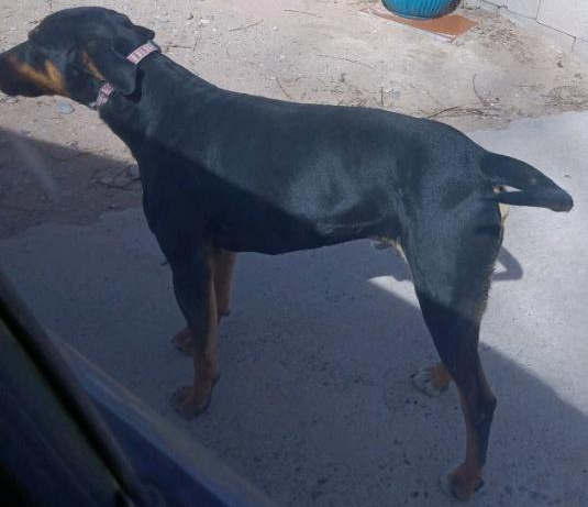 Marion's Dobie, an adoptable Doberman Pinscher, Bull Terrier in Los Lunas, NM, 87031 | Photo Image 2