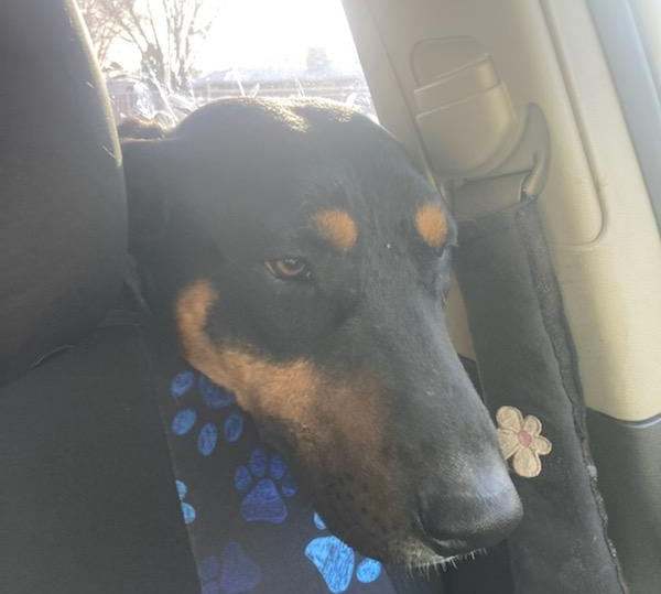 Marion's Dobie, an adoptable Doberman Pinscher, Bull Terrier in Los Lunas, NM, 87031 | Photo Image 3