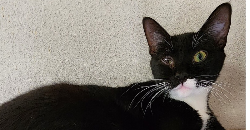 Carolyn's Robbi, an adoptable Domestic Short Hair in Los Lunas, NM, 87031 | Photo Image 1