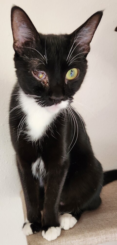 Carolyn's Robbi, an adoptable Domestic Short Hair in Los Lunas, NM, 87031 | Photo Image 2